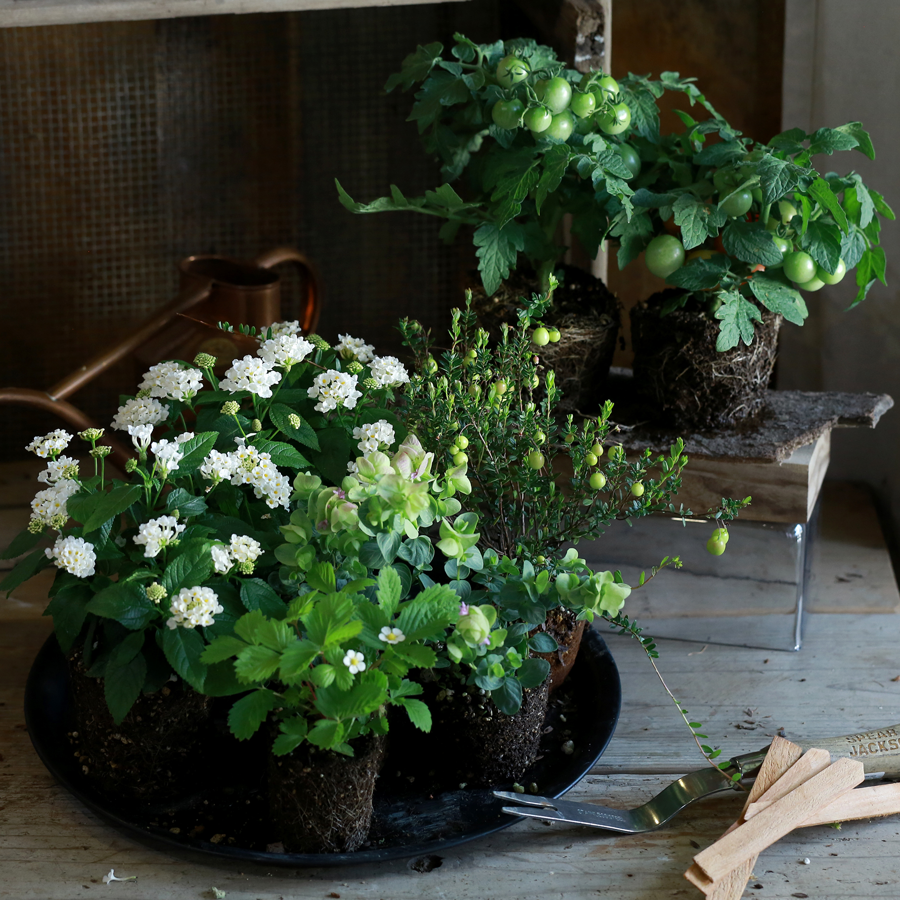 菜花 ハイポネックス 花・野菜の土 5L