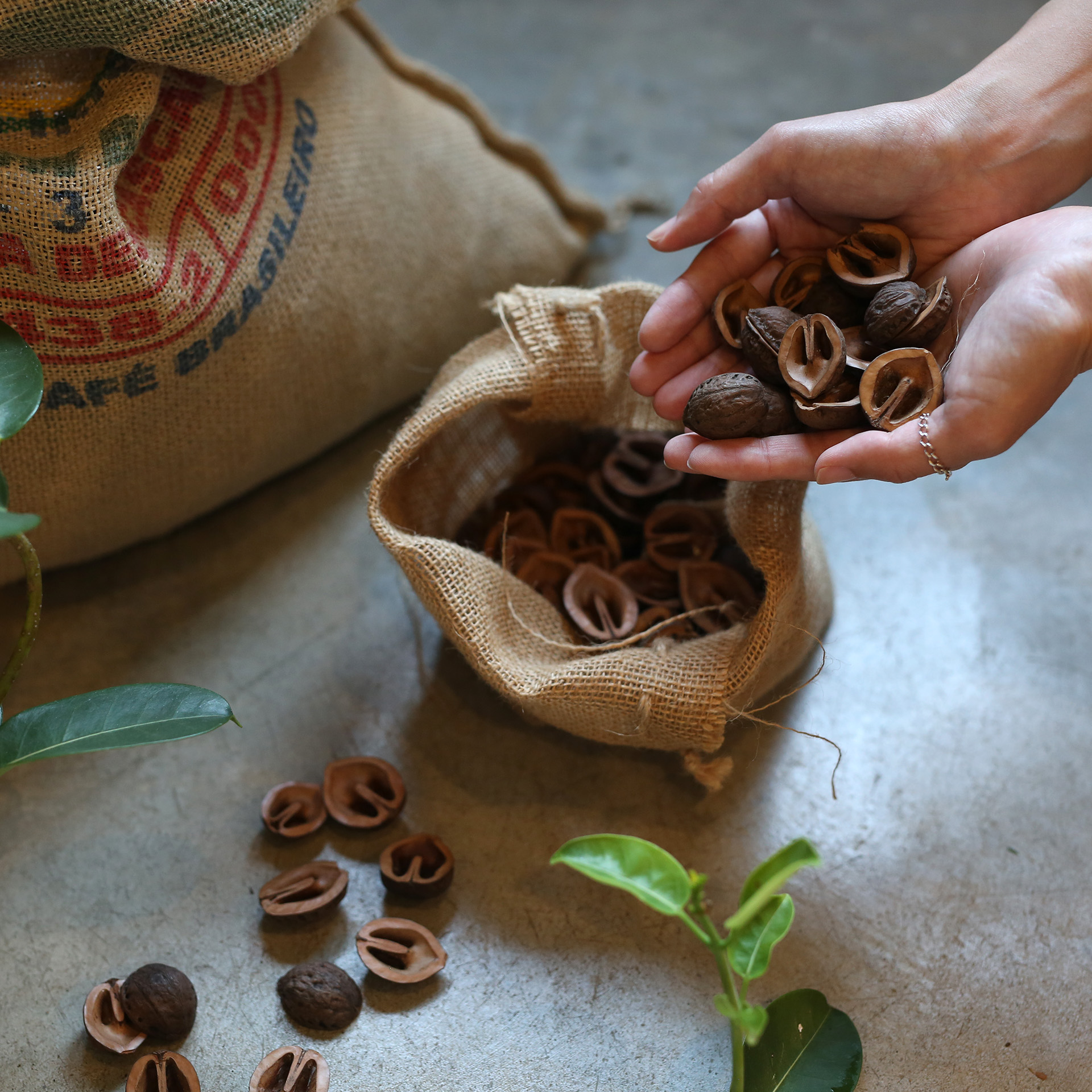 くるみの殻［450g］ | アトリエ華もみじ