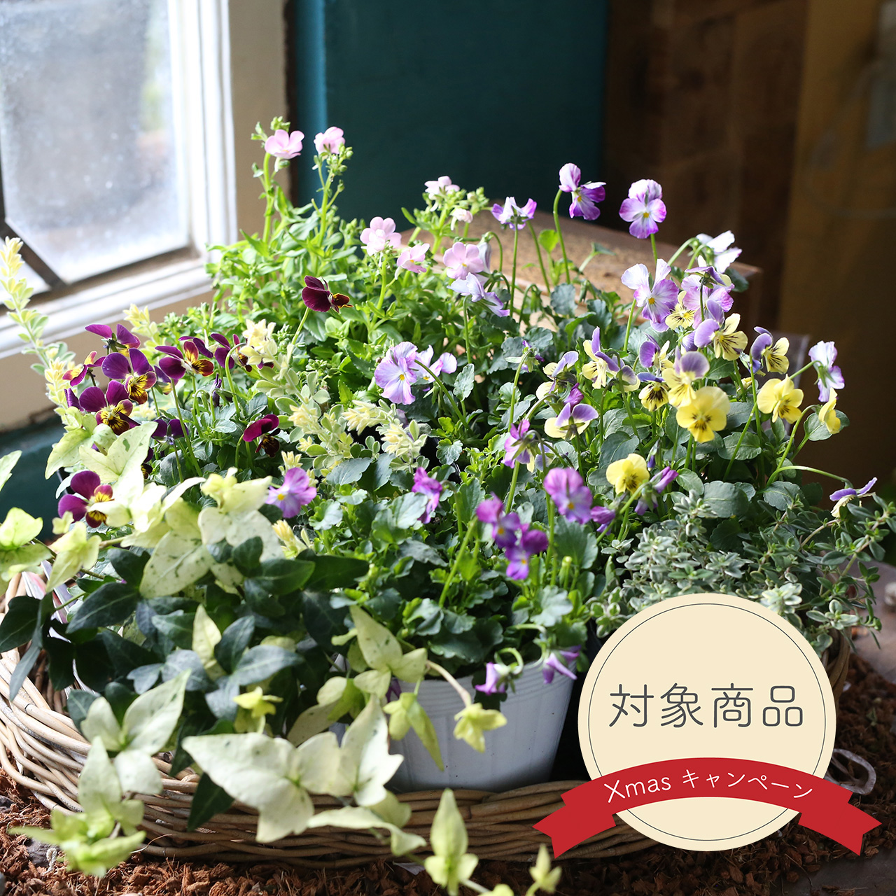自分で植える】小花ビオラの花苗セット（福岡発送） | アトリエ華もみじ