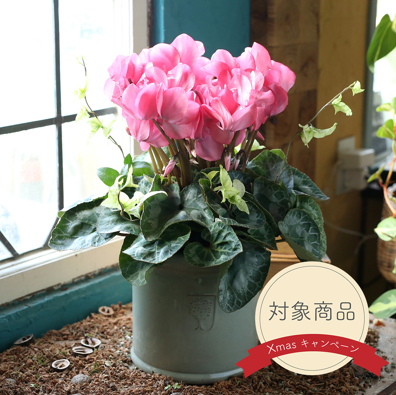 お花々＊様 1ten_8A5A0896_2.jpg