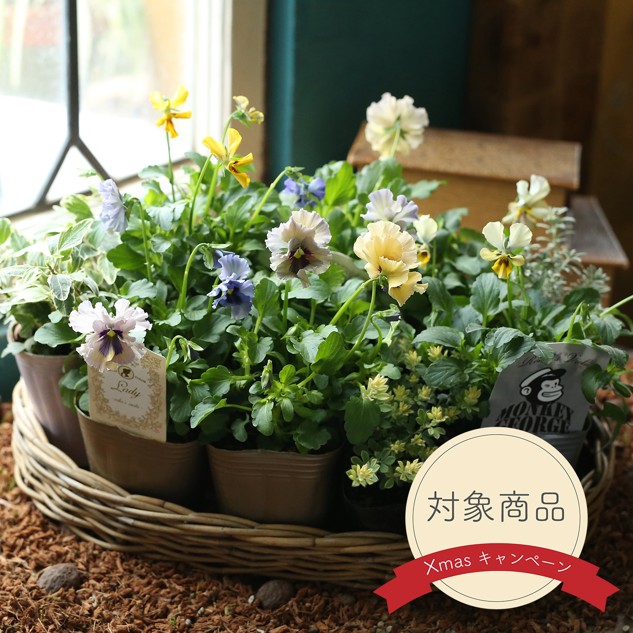 ビオラレディ　超人気品種　入手困難　3苗セット　石川園芸 dreamkoubou_gar001nae024dec
