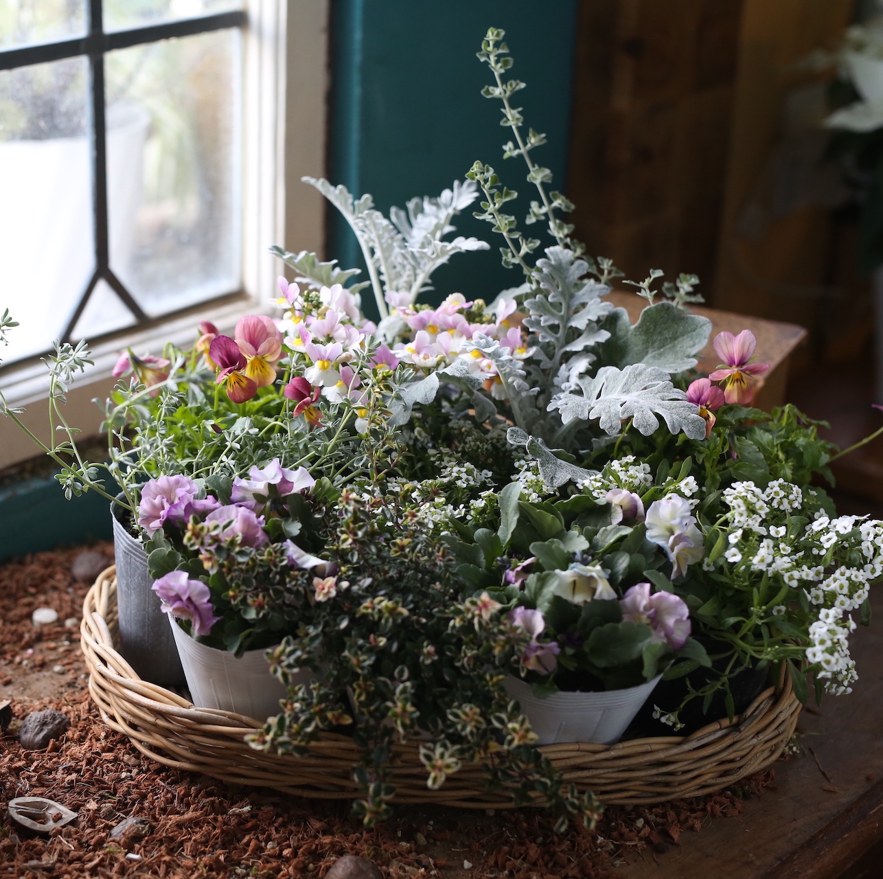 自分で植える】フリルビオラのナチュラルピンク花苗セット（福岡発送