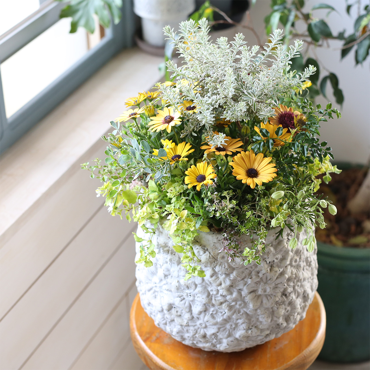 1点もの】ウエストリンギアとオステオスペルマムのハッピーカラーブリ