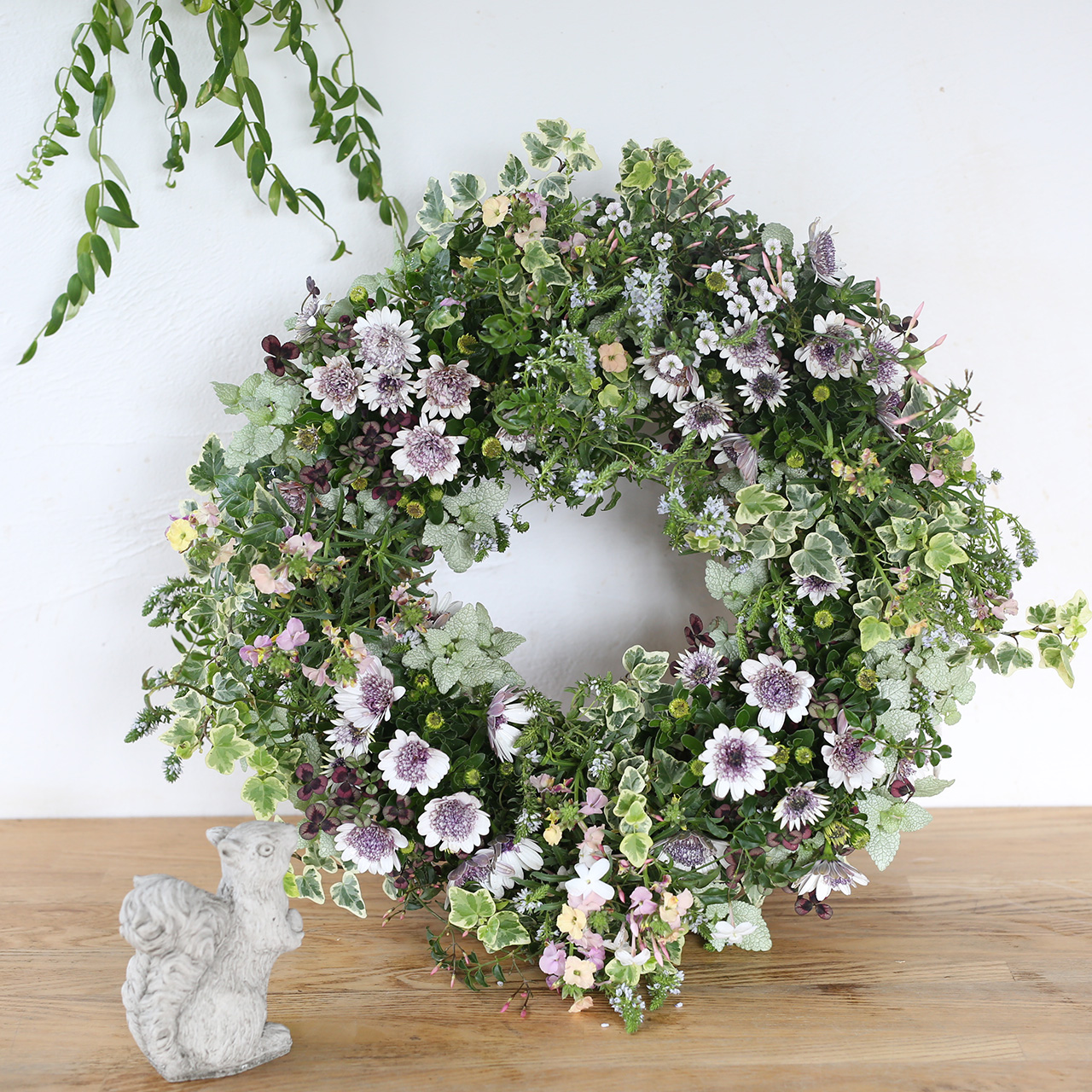 1点もの】オステオスペルマム スプリングリース（福岡発送