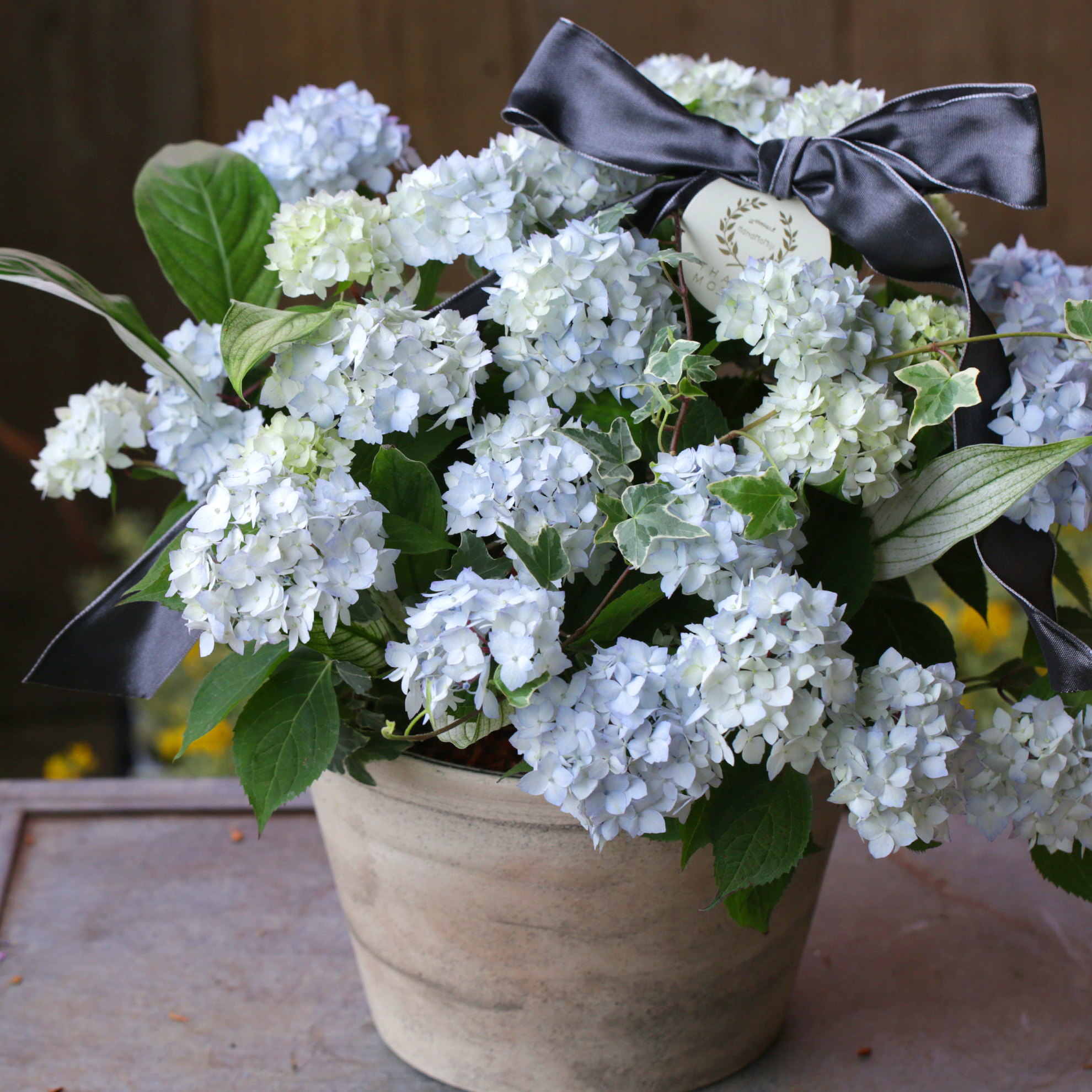 1点もの】ヤマアジサイ“倉木てまり”（ブルー）の早蕨鉢植え